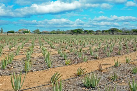 Photo for Aloe plants being cultivated in a field on Aruba island in the Caribbean - Royalty Free Image