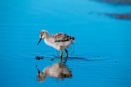Young baby avocet picking food in spring