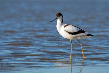  Pied avocet (Recurvirostra avosetta) captured close up in the blue water in the Netherlands