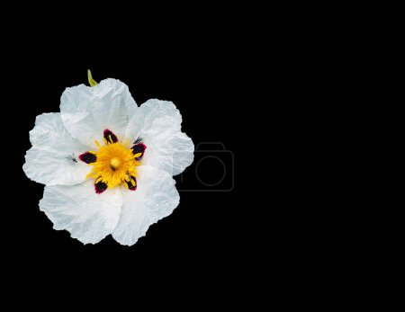 Téléchargez les photos : Rose des gencives ou Cistus Ladanifer sur fond noir - en image libre de droit