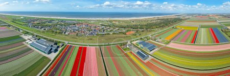 Téléchargez les photos : Panorama aérien depuis les champs de tulipes près du village Petten aux Pays-Bas - en image libre de droit