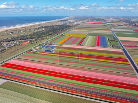 Foto de Aérea de tulipfields en la costa del Mar del Norte en los Países Bajos en primavera - Imagen libre de derechos