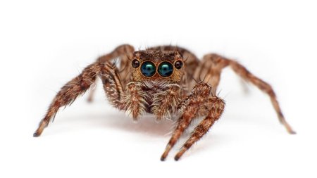 Téléchargez les photos : Macro Gros plan de l'araignée de saut - en image libre de droit