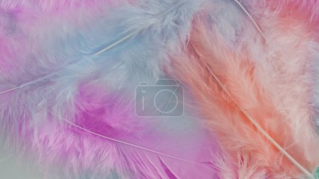 Téléchargez les photos : Plumes roses laine motif texture fond - en image libre de droit