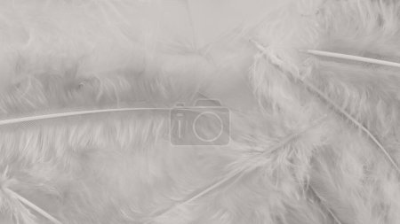 Téléchargez les photos : Blanc plume laine motif texture fond - en image libre de droit
