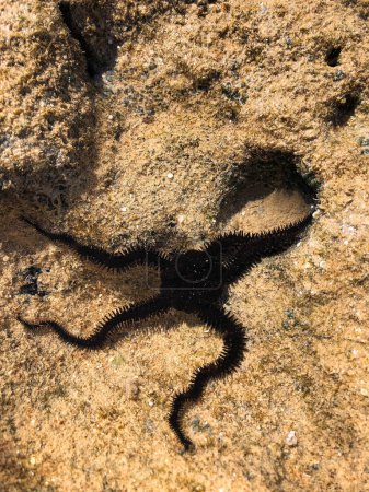 Close up Ophiura Spiny brittle star. Ophiocoma echinata black in Red sea star Egypt underwater. invertebrate habitat wild animals salt water. Class Ophiuroidea Phylum Echinodermata. Summer background