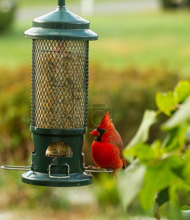 Photo for A Red Northern male cardinal perched on a birdfeeder is watchful - Royalty Free Image