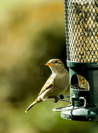 Photo for Closeup images of brown sparrows in a bush during the fall season or perched on an outdoor birdfeeder . . . nature scene. - Royalty Free Image