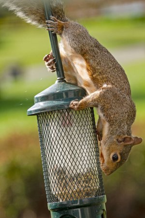 Photo for Closeup of a curious squirrel by or on a birdfeeder.   Climbing up and down the birdfeeder trying to get to the birdfeed for himself. - Royalty Free Image