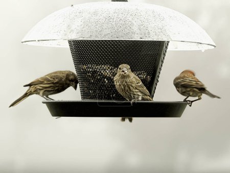 Photo for Closeup of Sparrow/s on either a branch or perched on birdfeeder - Royalty Free Image