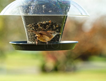 Photo for Small Wren bird perched on a birdfeeder careful of his surroundings - Royalty Free Image