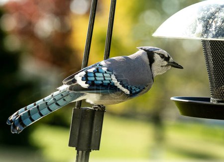 Photo for Closeup of a Blue Jay Bird perched on a pole observing a birdfeeder close-at-hand. - Royalty Free Image