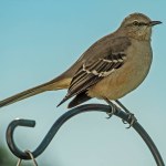 Northern Mocking Bird perched on top of decorative pole being watchful of his surroundings.