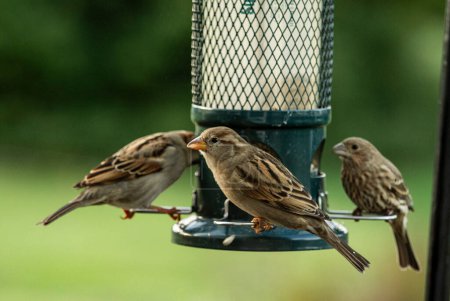 Photo for Sparrows perched on a birdfeeder feeding on Seed - Royalty Free Image