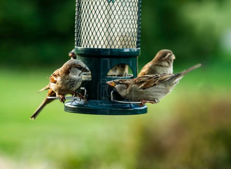 Photo for Sparrows in a huge frenzy at a bird feeder fighting over bird food - Royalty Free Image
