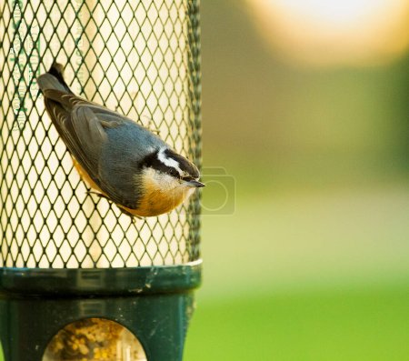 Photo for Close-up of a curious and cautious Red-breasted Nuthatch bird perched on bird feeder. - Royalty Free Image