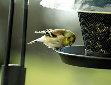 Téléchargez les photos : Possibly an American Goldfinch bird by a bird feeder - en image libre de droit