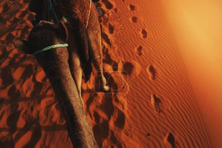 Foto de Paseo en camello en Erg Chebbi, Marruecos - Imagen libre de derechos