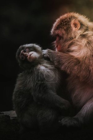 Photo for Closeup of Chinese mountain monkeys - Royalty Free Image