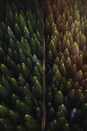Drone vista de un bosque verde y un camino de tierra que pasa a través de