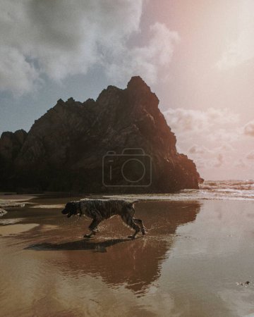 Photo for Wet dog enjoying the beach - Royalty Free Image