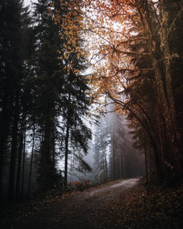 Téléchargez les photos : Chemin dans un bois brumeux - en image libre de droit