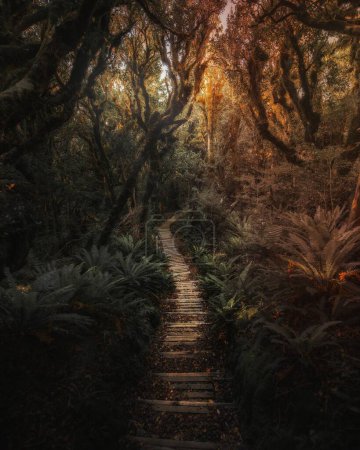 Téléchargez les photos : Sentier dans la jungle tropicale néo-zélandaise - en image libre de droit