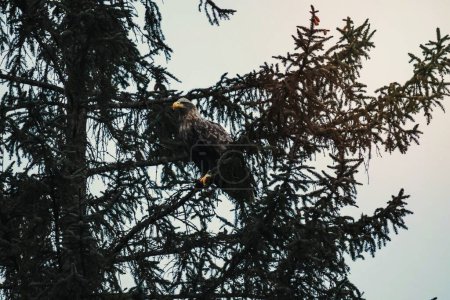 Téléchargez les photos : Wild eagle perched on a tree - en image libre de droit