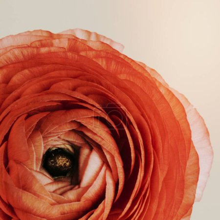 Téléchargez les photos : Fleur de ranunculus rose en fleurs - en image libre de droit