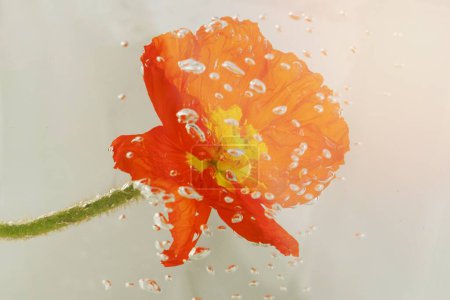 Photo for Close up of red poppy flower with water drops - Royalty Free Image