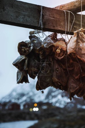 Téléchargez les photos : Cod fish drying on a scaffold in Lofoten, Norway - en image libre de droit