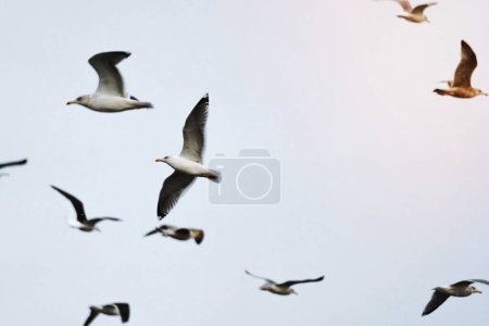 Colony of seagull flying over Lofoten, Norway