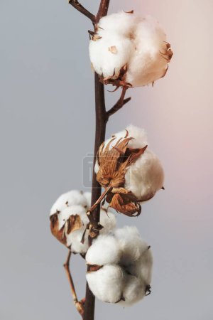 Téléchargez les photos : Branche de fleur de coton sur fond bleu - en image libre de droit