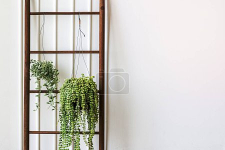 Photo for Dischidia oiantha white diamond plants hanging on a wooden ladder - Royalty Free Image