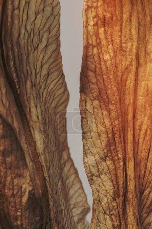 Photo for Dried lily flower macro shot - Royalty Free Image
