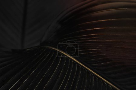 Téléchargez les photos : Oiseau doré de fond feuille de paradis - en image libre de droit