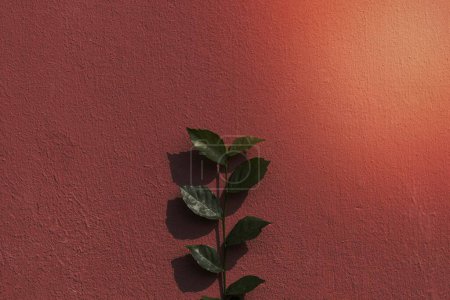 Téléchargez les photos : Branche de plante verte sur un mur de briques peintes en arrière-plan de lumière naturelle - en image libre de droit