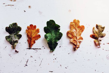 Foto de Aesthetic autumn leaf background - Imagen libre de derechos