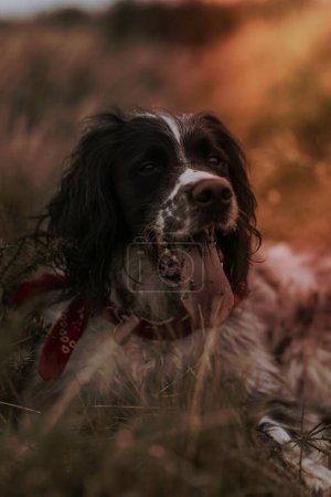 Foto de English Springer Spaniel dog in field - Imagen libre de derechos