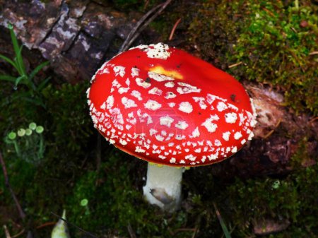 Photo for Red mushroom hat, fly agaric toadstool - Royalty Free Image