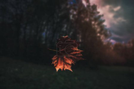 Téléchargez les photos : Une feuille d'automne brune suspendue dans l'air. - en image libre de droit
