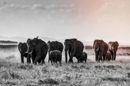 Photo for A African elephant herd - Royalty Free Image