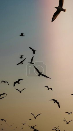 Animal background, flying seagulls in the sky