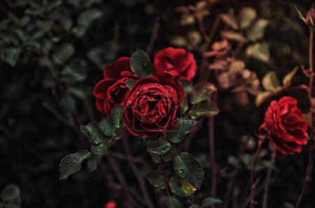 Eine dunkelrote Rose.