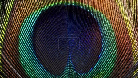 Photo for A Peacock feather texture - Royalty Free Image