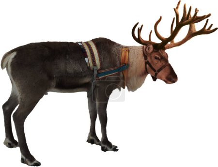 standing reindeer with harness-stock-photo