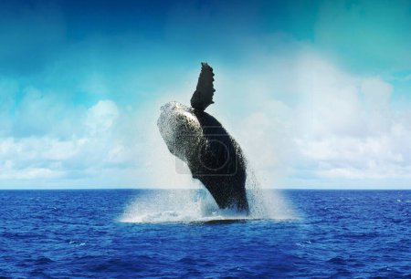 Téléchargez les photos : Une image de la surface des baleines - en image libre de droit