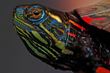 Photo for Painted turtle face close up. - Royalty Free Image