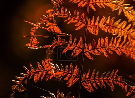Photo for A Autumn fern leaves - Royalty Free Image