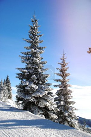 Photo for A image of winter - Royalty Free Image